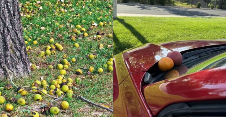 What Happens If Your California Tree Drops Fruit Onto A Neighbor’s Roof Or Car?