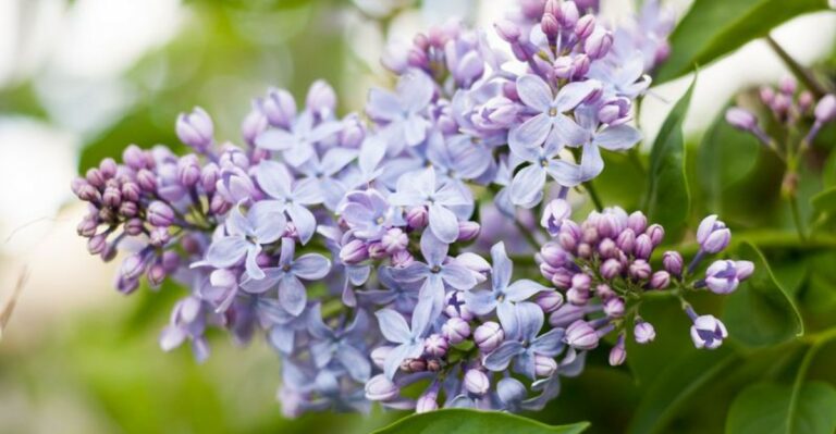 The One Thing You Must Do To Michigan Lilacs Before September Ends