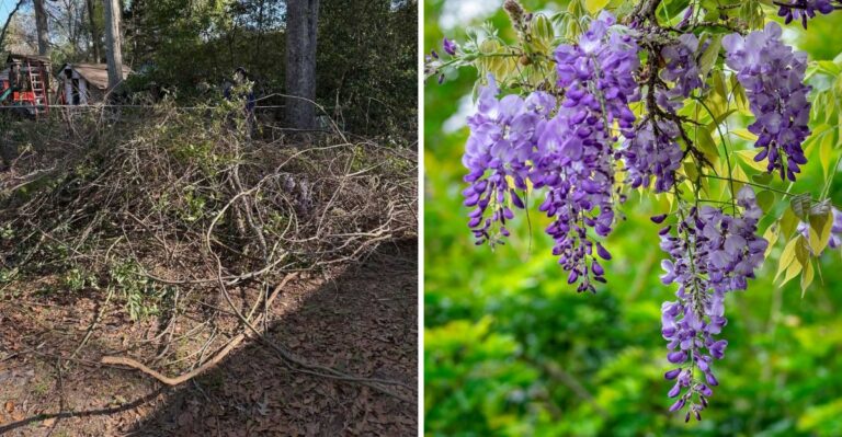 Skip Invasive Wisteria In North Carolina And Grow This Native Vine Instead