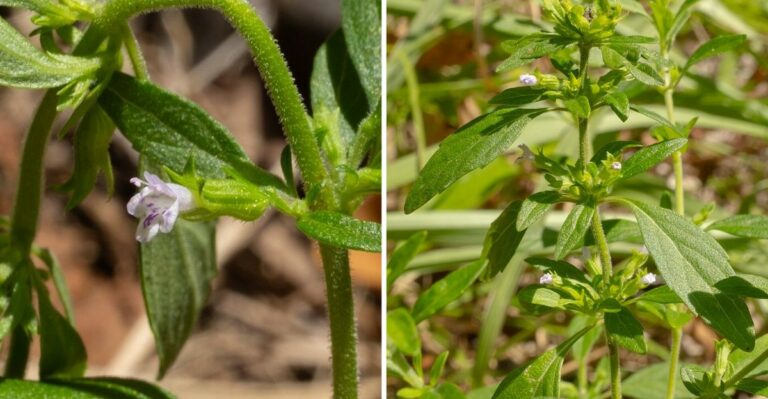 The Most Underrated Pennsylvania Native Annual That Helps Keep Ticks Less Welcome In Fall Garden Borders