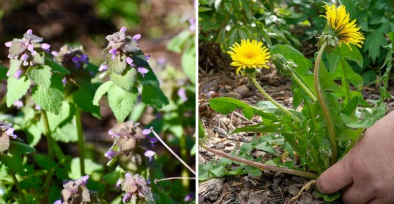 The Oregon Weeds That Become Easier To Pull After September Rain