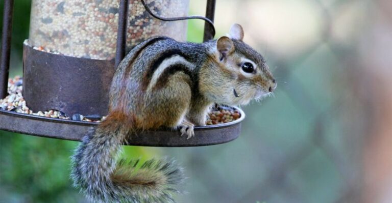 The Meaning Behind Seeing A Chipmunk In Your California Yard