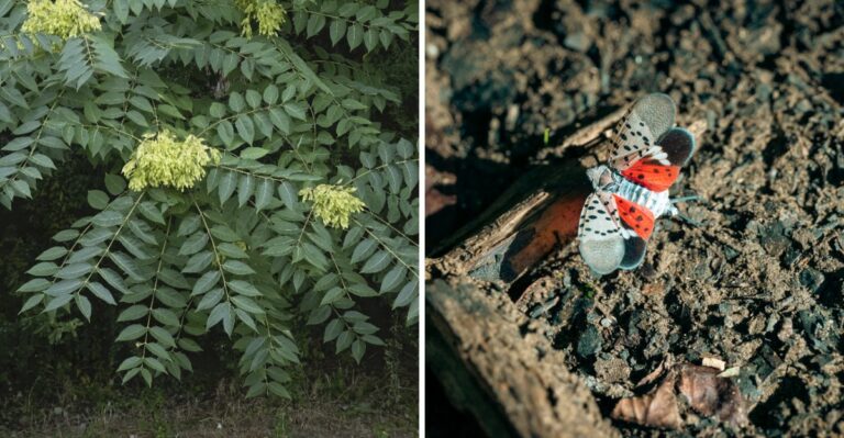 Tennessee Officials Are On High Alert As An Invasive Insect Spreads Into More Counties This Fall