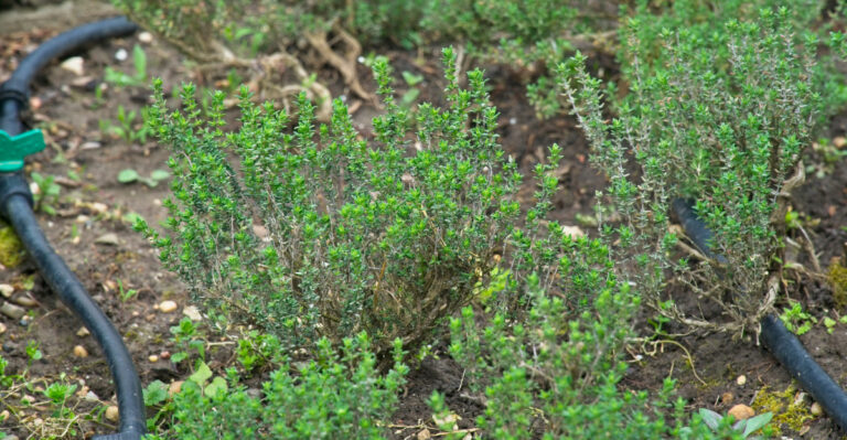 thyme