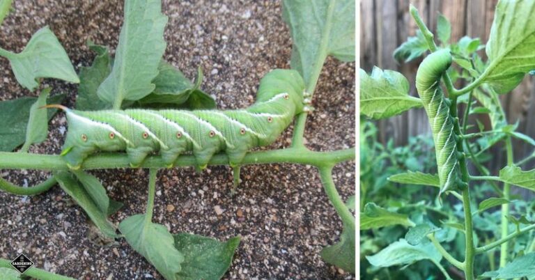 Does Planting Basil Next to Arizona Tomatoes Actually Keep Hornworms Away?