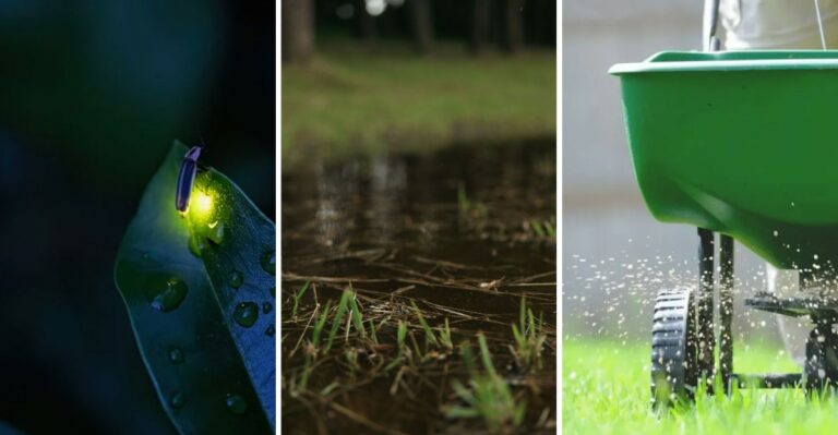 Why Firefly Populations Are Declining (And How To Bring Them Back)