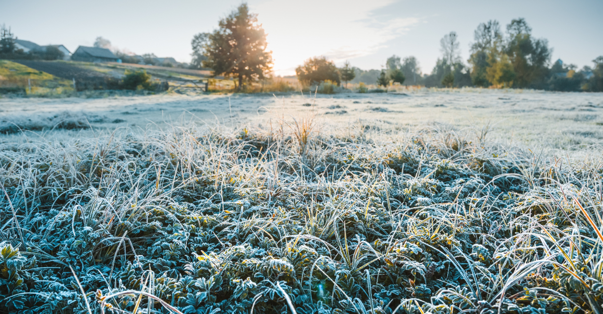 lawn frost