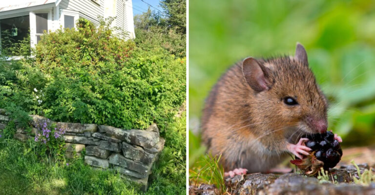 overgrown shrub and mouse