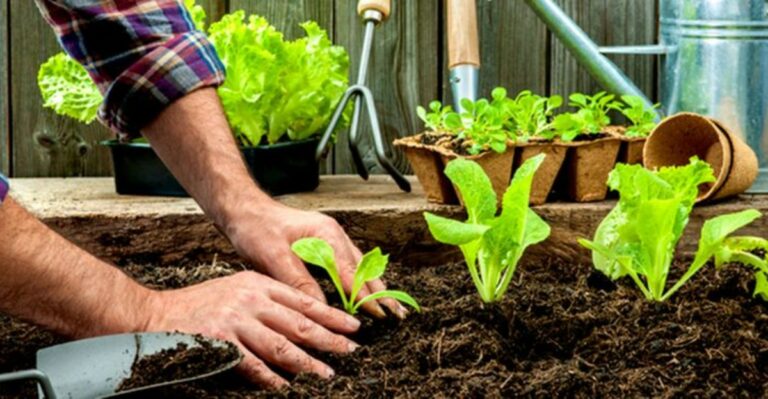 How To Keep Fall Seedlings From Frying In Georgia’s Late-Summer Heat