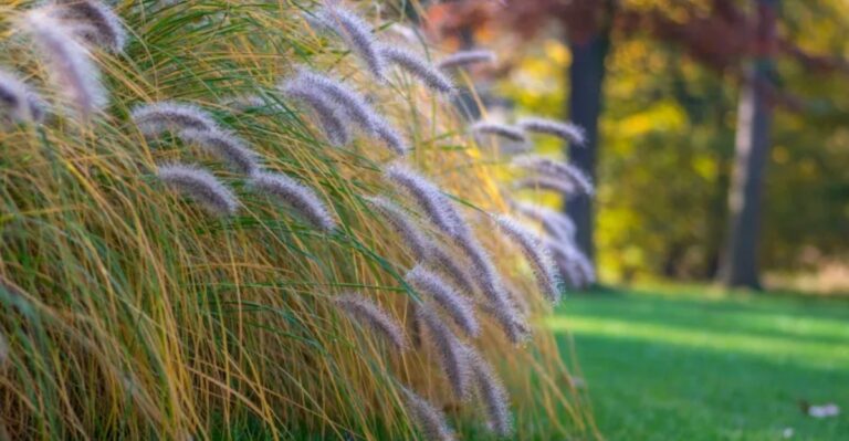 Indiana’s Ornamental Grasses Are Better Left Standing Through Winter