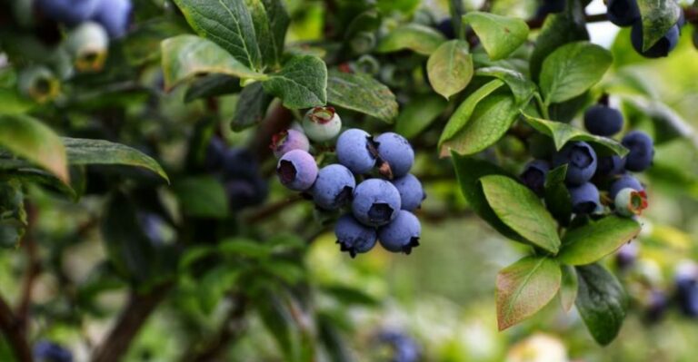 Plant This Pennsylvania Shrub Now And Harvest Berries For Years