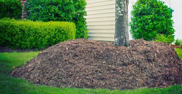 Stop Volcano Mulching Ohio Trees This Fall – The Damage Starts At The Trunk