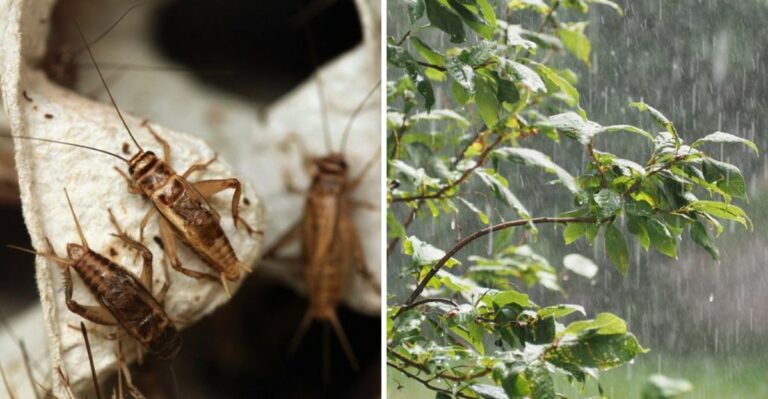 Why Crickets Are Swarming Into Texas Homes This October
