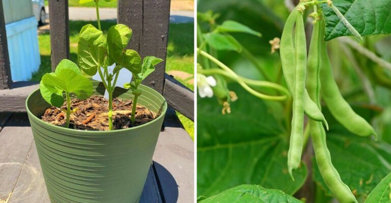 How To Start Fall Bush Beans In Georgia Even While Summer Heat Lingers