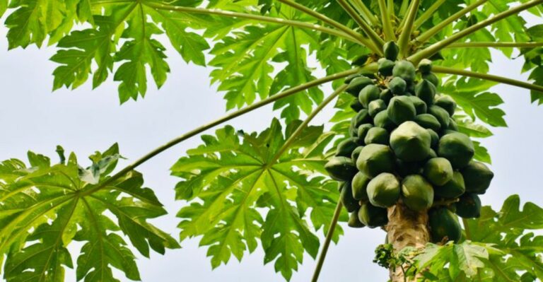 South Florida Gardeners Can Start Papaya In September – But Give It This One Thing First