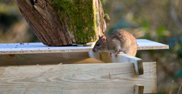 What To Leave Out Of Georgia Compost Piles So Rats Do Not Move In