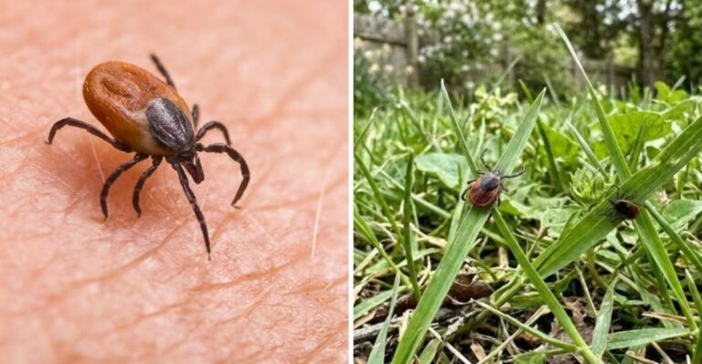 Why Pennsylvania Ticks Get More Dangerous In Fall And How Gardeners Can Fight Back
