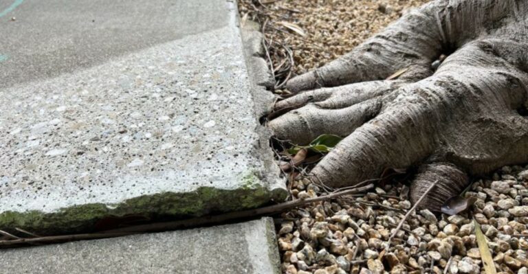 Can A California City Require You To Remove A Tree That’s Lifting A Sidewalk?
