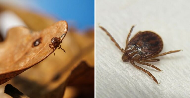 A Tick Species Never Before Confirmed In Alabama Just Showed Up On State Radar