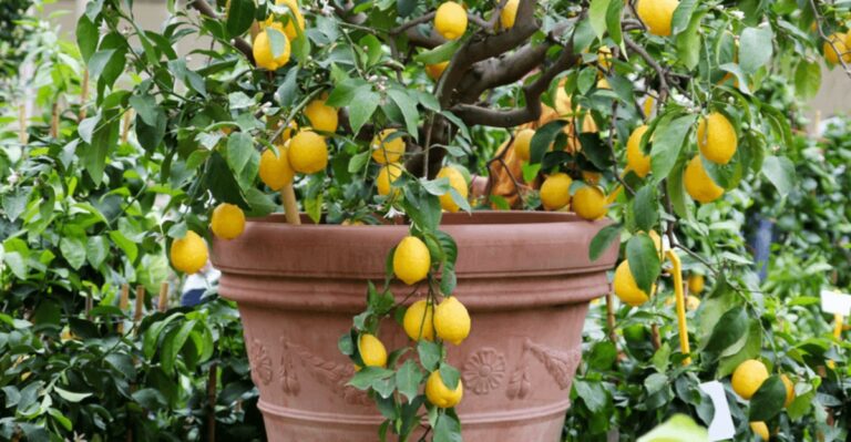 The Potted Citrus Problem California Gardeners Often Mistake For Underwatering