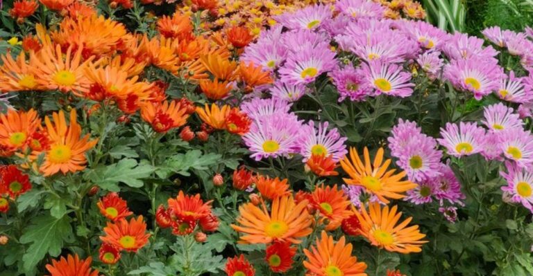 orange and pink perennials in full bloom