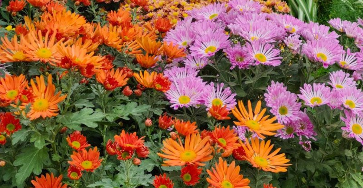 orange and pink perennials in full bloom