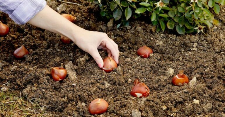 7 Spring Bulbs To Plant In Texas Yards This Fall