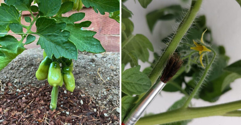 What Florida Tomatoes Need Right Now To Fruit By November
