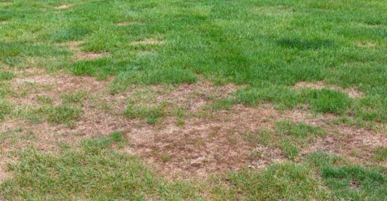 Why Oregon Lawns Stay Patchy Even After Fall Reseeding