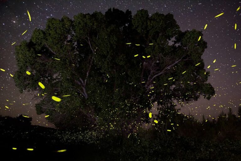 What To Leave In Your Arizona Yard Now To Support Fireflies Where They Already Occur