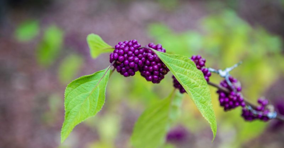 close-up of a beautyberry