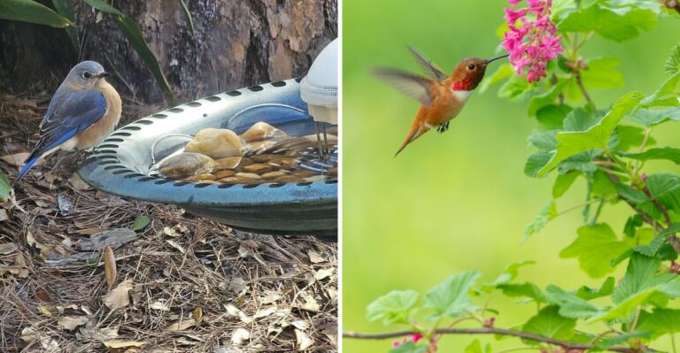 The Oregon Yard Features That Attract More Native Birds