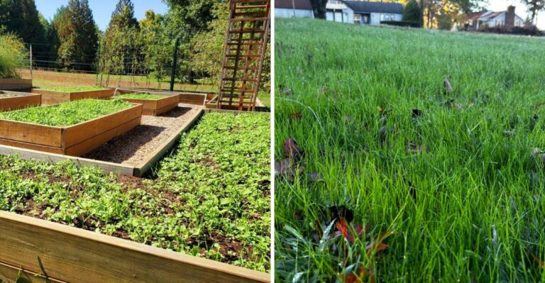 What To Plant In Virginia Gardens Before The First October Frost