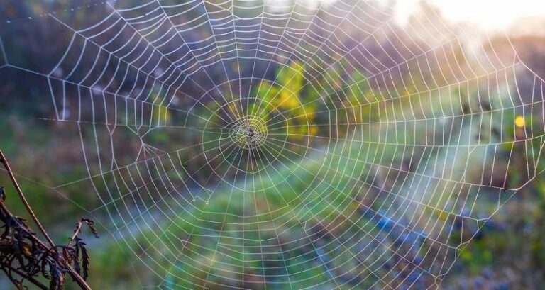 Before You Clear Every Spider Web From Your Arizona Yard, Here’s Why You Should Leave Some