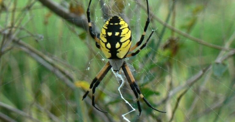 Something Is Spinning Massive Silver Webs Across Iowa Porches This Week