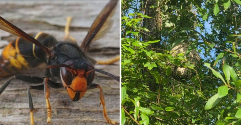 Why Fall Is When Georgia’s Yellow-Legged Hornet Nests Grow Largest