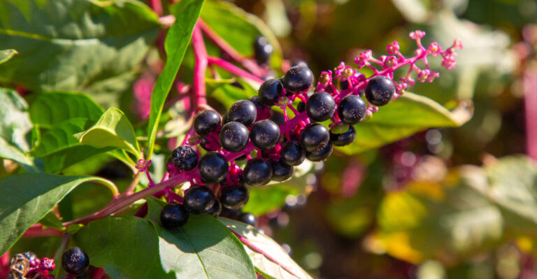 The Alabama Backyard Berry Ripening Right Now That Children Should Not Touch