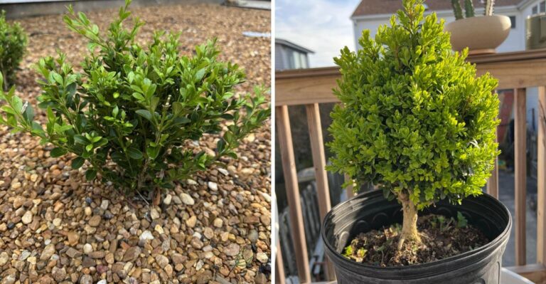 The One Thing Pennsylvania Boxwood Needs In September To Reduce Winter Burn