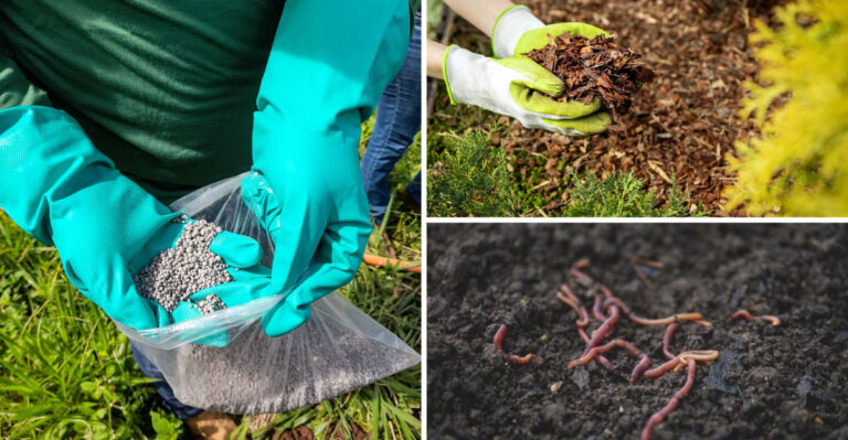 The Florida Guide To Vibrant And Healthy Soil During The Summer Rainy Season