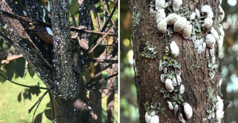 The Invasive Pest Spreading Across Southeastern Pennsylvania Crape Myrtles
