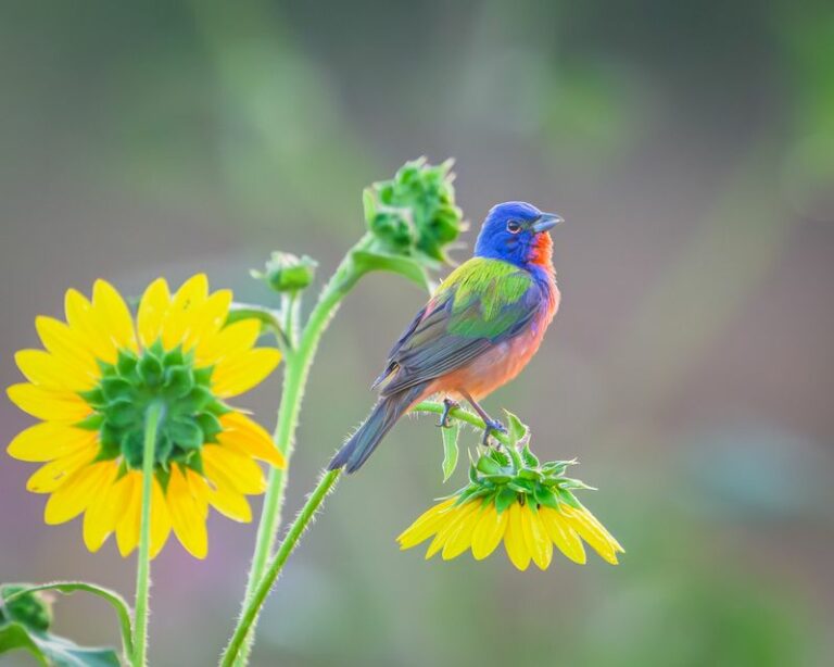 These Arizona Flowering Plants Give Painted Buntings A Reason To Stop In Your Yard