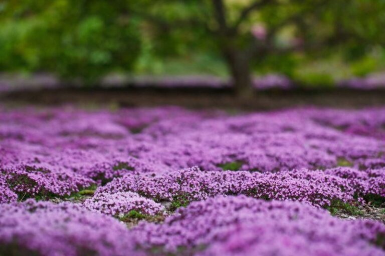 Can Creeping Thyme Replace Arizona Lawn Grass? What Homeowners Should Know First
