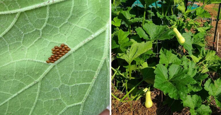 What Bronze Clusters On Your North Carolina Squash Leaves Are Really Telling You