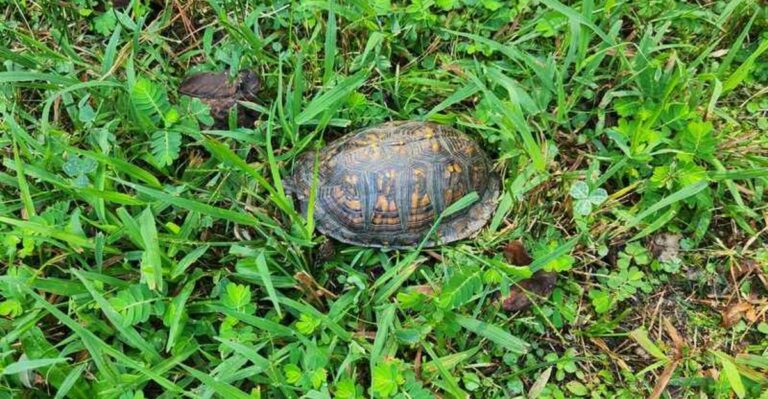 The Garden Hazards That Injure North Carolina Box Turtles Most Often
