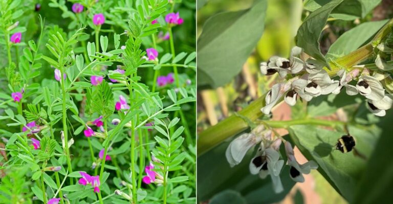 The California Cover Crop Seeds Worth Sowing This Weekend Before The Season Turns