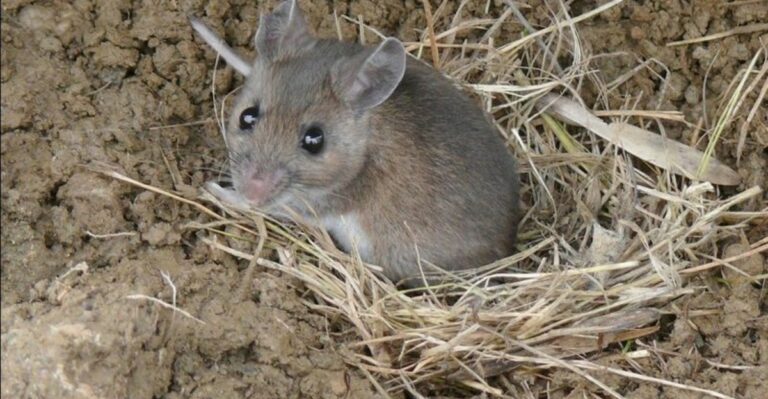 Why Mice Start Moving Closer To Ohio Homes In Fall – And What Your Yard Has To Do With It