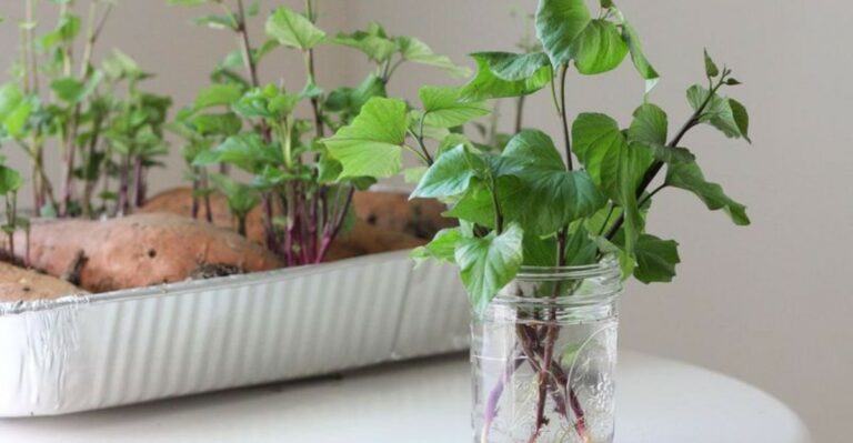 Save Ornamental Sweet Potato Vine From Frost In North Carolina With One Cutting