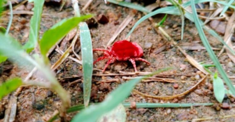 Those Tiny Red Bumps Around Your Ankles After Arizona Yard Work? Here’s The Bug That Did It