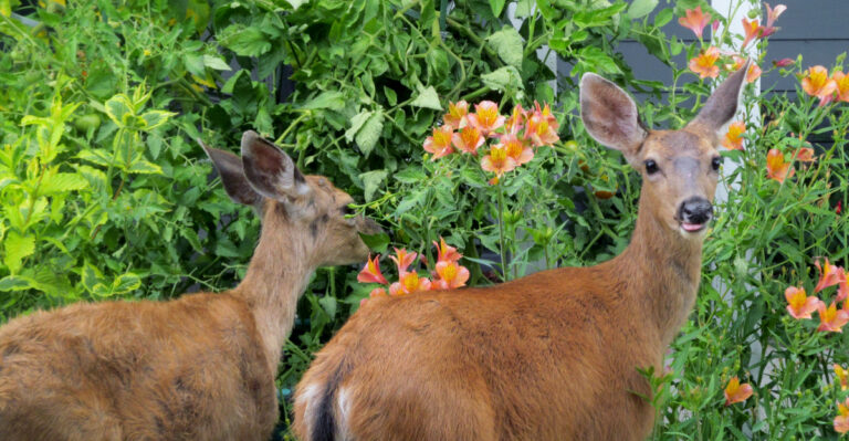 deer in garden