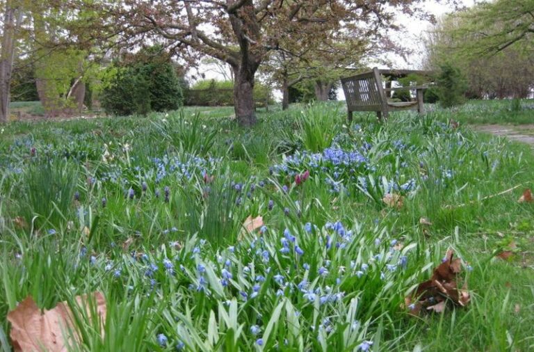 Wisconsin Gardeners Who Plant Fall Bulbs Now Can Expect Early Spring Color When The Snow Retreats
